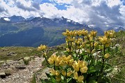 18 Gentiana punctata (Genziana punteggiata) con vista in primo piano sul Piz Morterash 